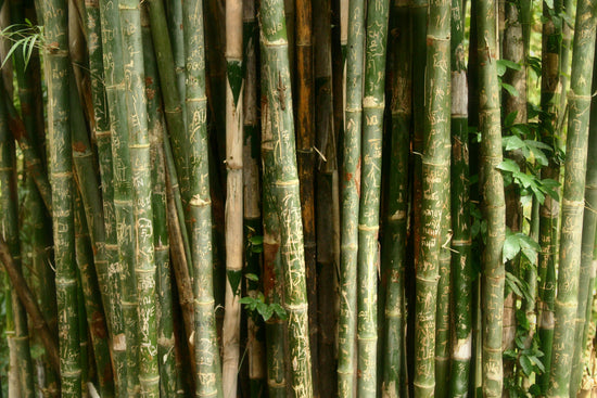 a forest of bamboo stalks with few leaves. 